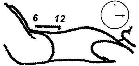 Pilates Exercises Instructions: Clock Neutral