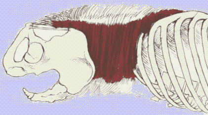 Transversus
      abdominus from the side